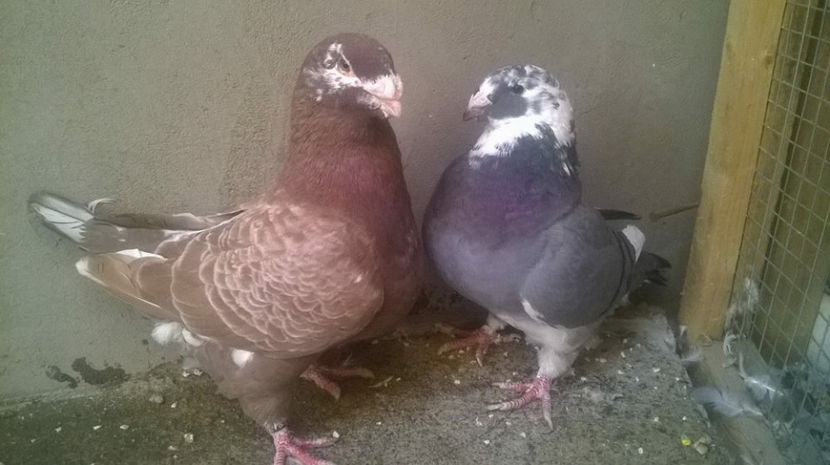  - AMERICANI MATCA PENTRU 2018