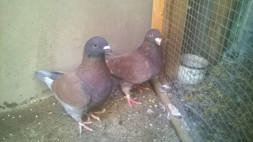  - AMERICANI MATCA PENTRU 2018