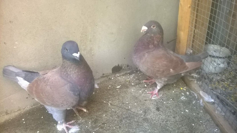  - AMERICANI MATCA PENTRU 2018