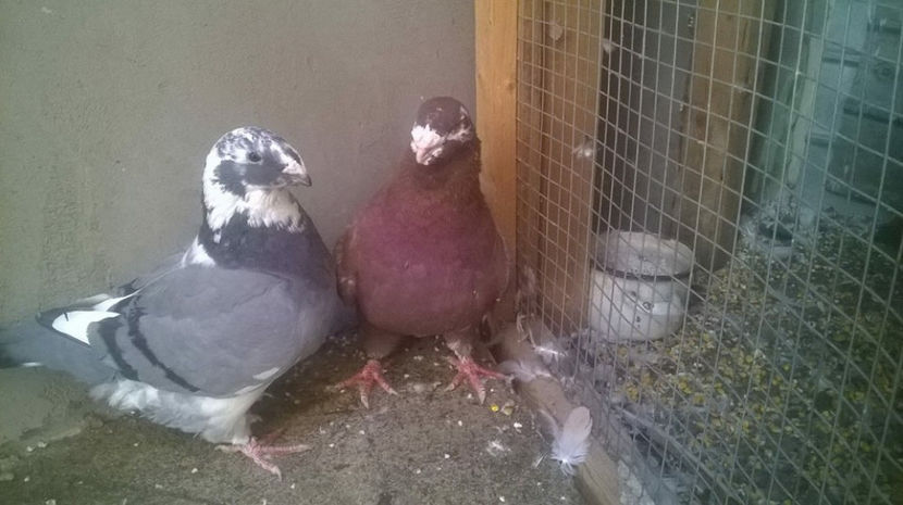  - AMERICANI MATCA PENTRU 2018