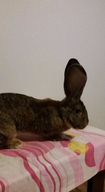 1 (1) - MASCUL 31 01 2017