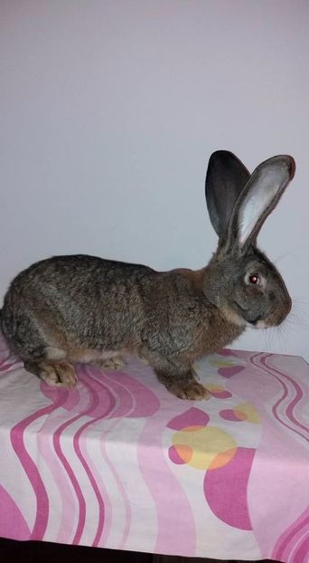 1 (4) - MASCUL 31 01 2017