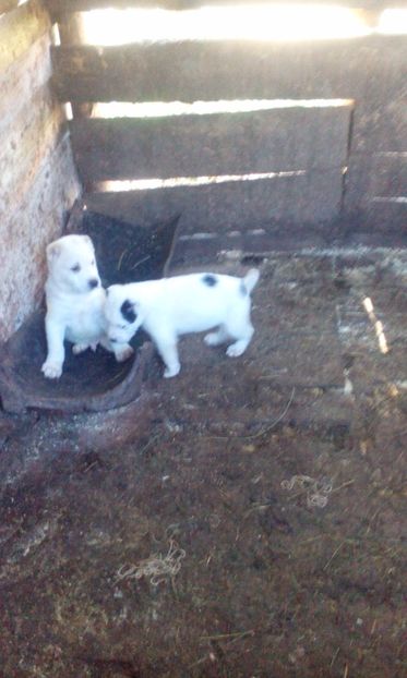  - Ciobanesc de asia centrala 5 saptamani