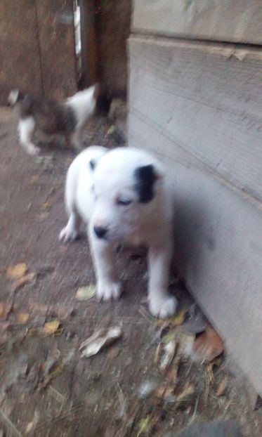  - Ciobanesc de asia centrala 5 saptamani