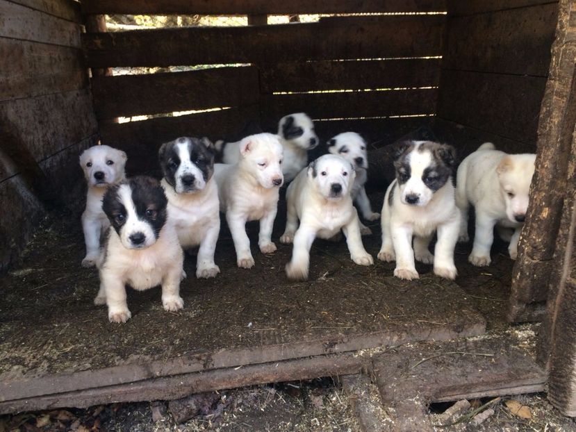 IMG-20171004-WA0014 - Ciobanesc de asia centrala 5 saptamani