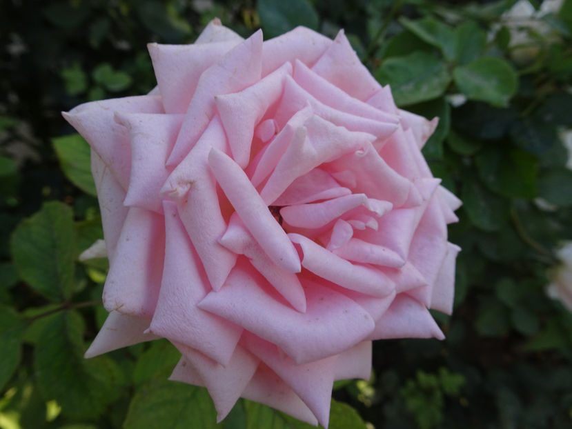 22 sept. - Savoy Hotel