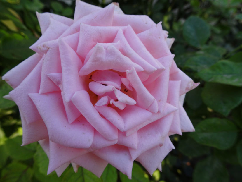 22 sept. - Savoy Hotel