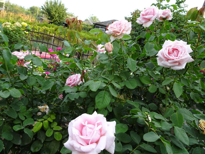 22 sept. - Frederic Mistral