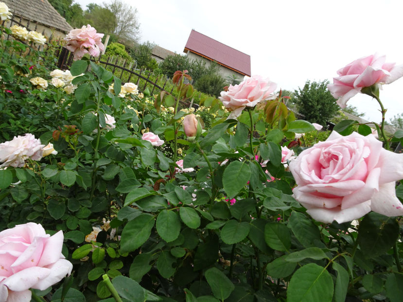 22 sept. - Frederic Mistral