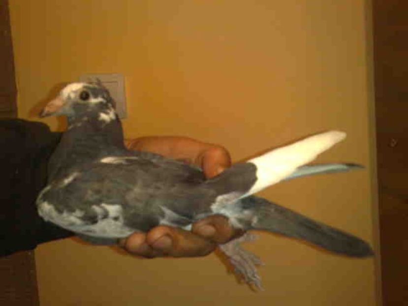 Primul Aarden motat-vindut - ARDENII MEI