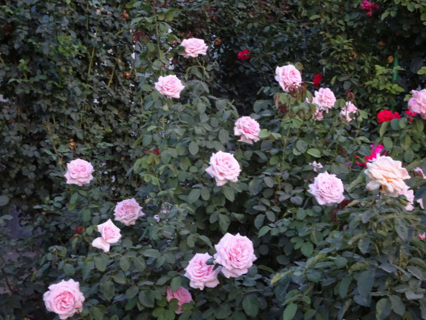 22 sept. - Frederic Mistral