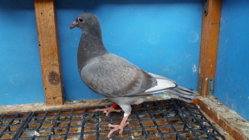  - Porumbeii mei - My pigeons