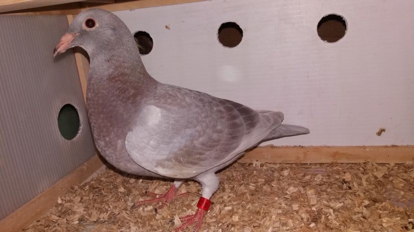  - Porumbeii mei - My pigeons