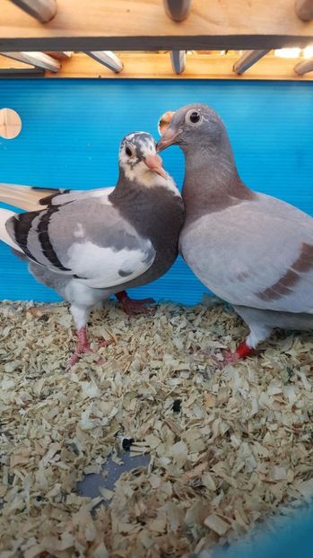 received_1460191460739018 - Porumbeii mei - My pigeons
