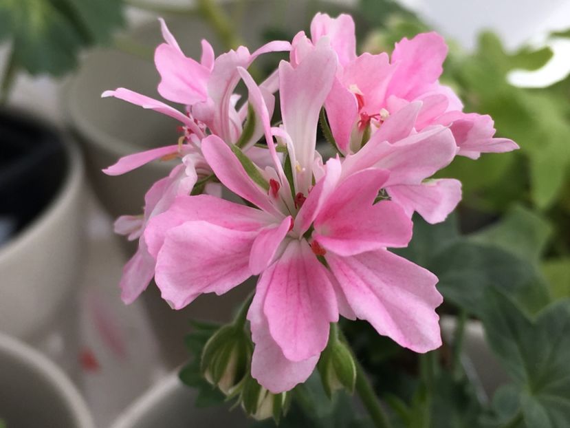 Rhusmoor Rhapsody - Muscate colectie