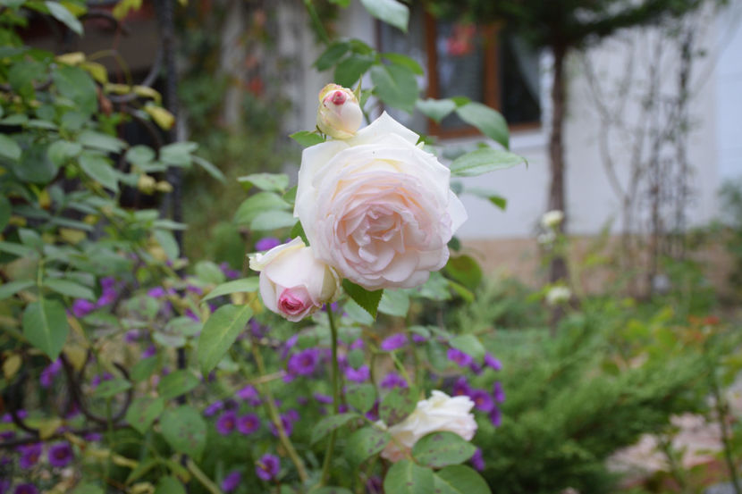 5oct Eden Rose - 2017_Septembrie-Octombrie