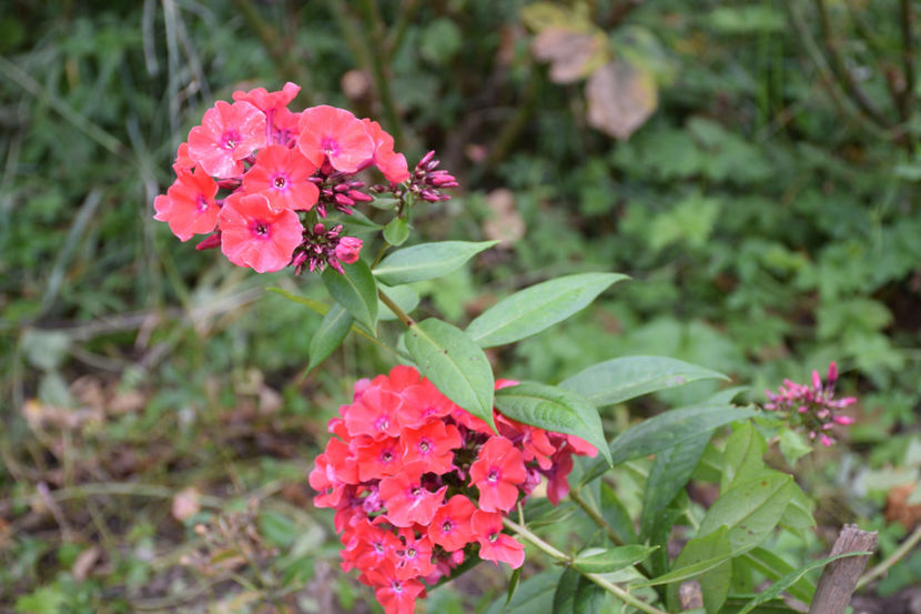 Phlox Orange Perfection - 2017_Septembrie-Octombrie