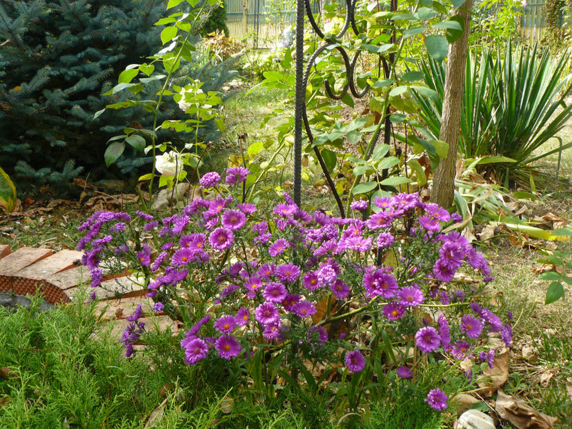 Aster Tonga - 2017_Septembrie-Octombrie
