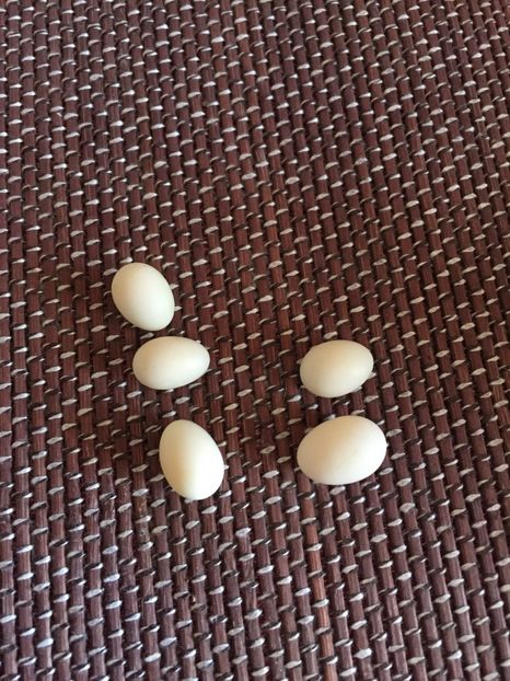 Oua abandonate - Zebre australiene