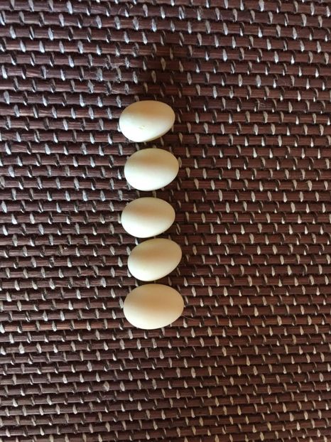 Abandonate - Zebre australiene