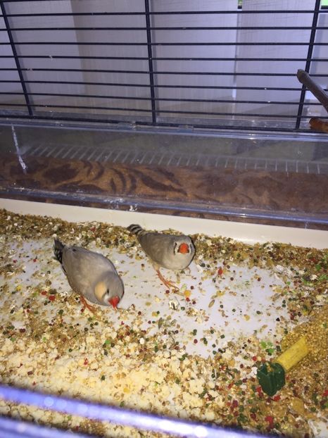 Parintii - Pui zebre Septembrie 2017