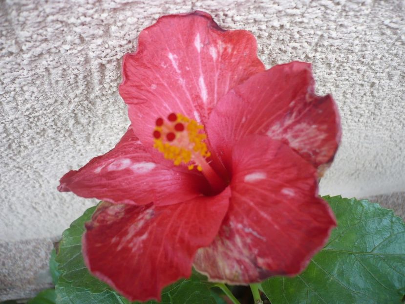 05.10.2017 - HIBISCUSI 2017-4