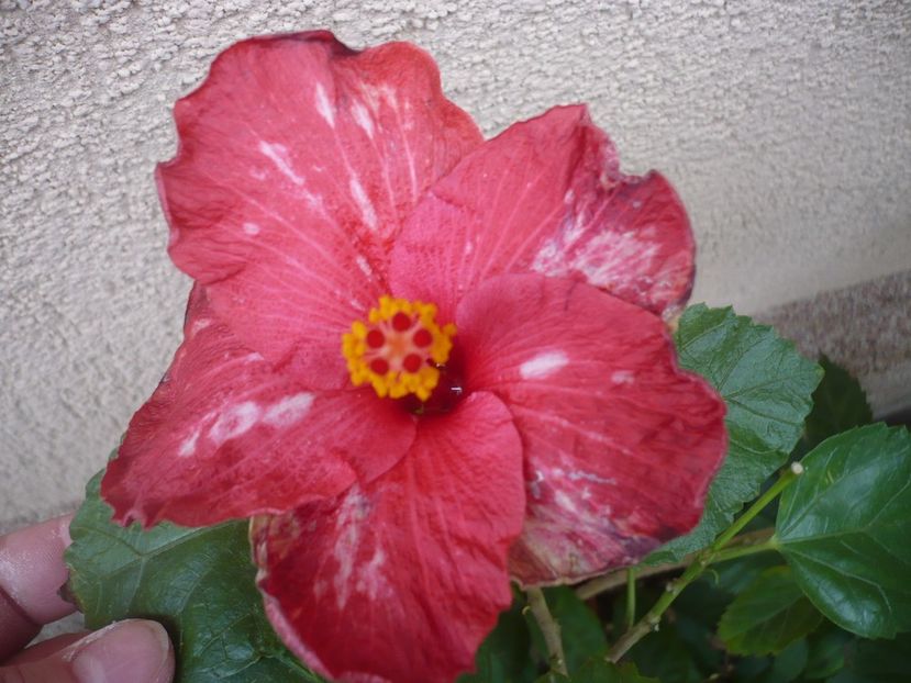 P1350198 - HIBISCUSI 2017-4