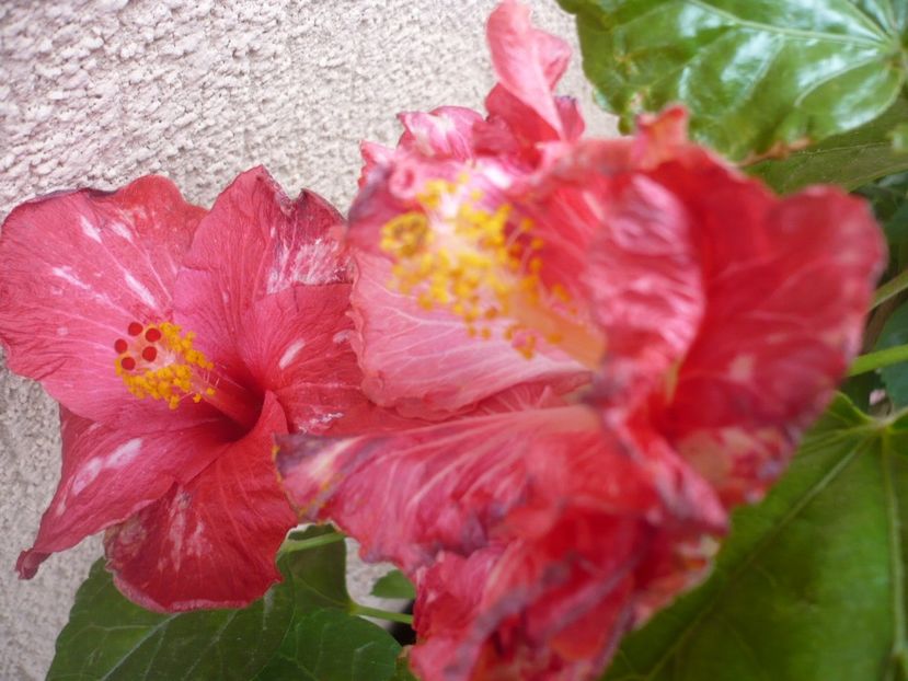 P1350202 - HIBISCUSI 2017-4