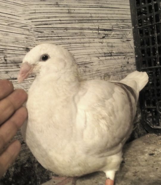 URAGAN - ARGINTII-VANDUTI