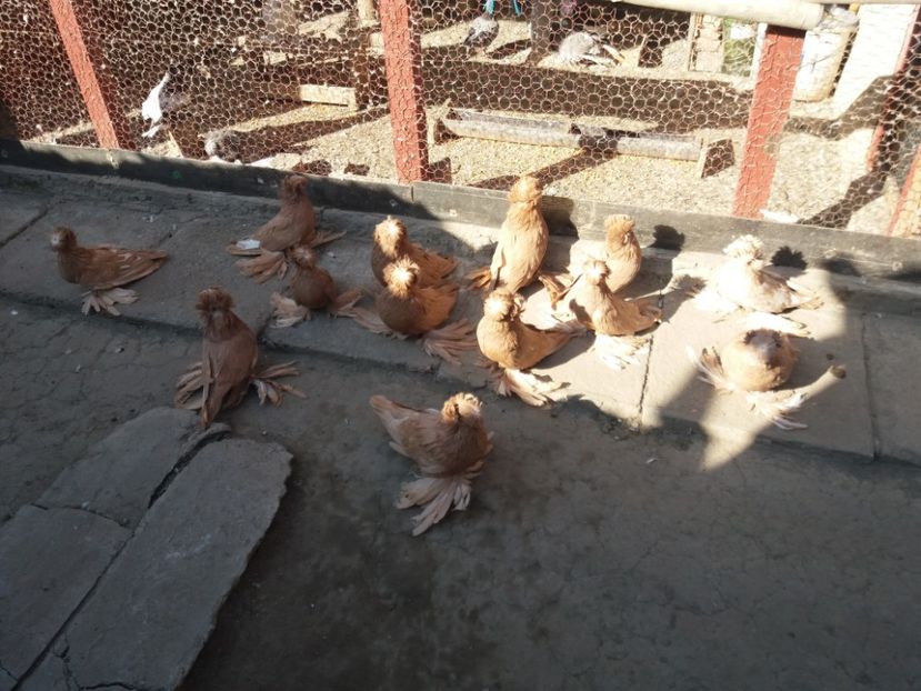  - TOBOSARI DE BUHARA