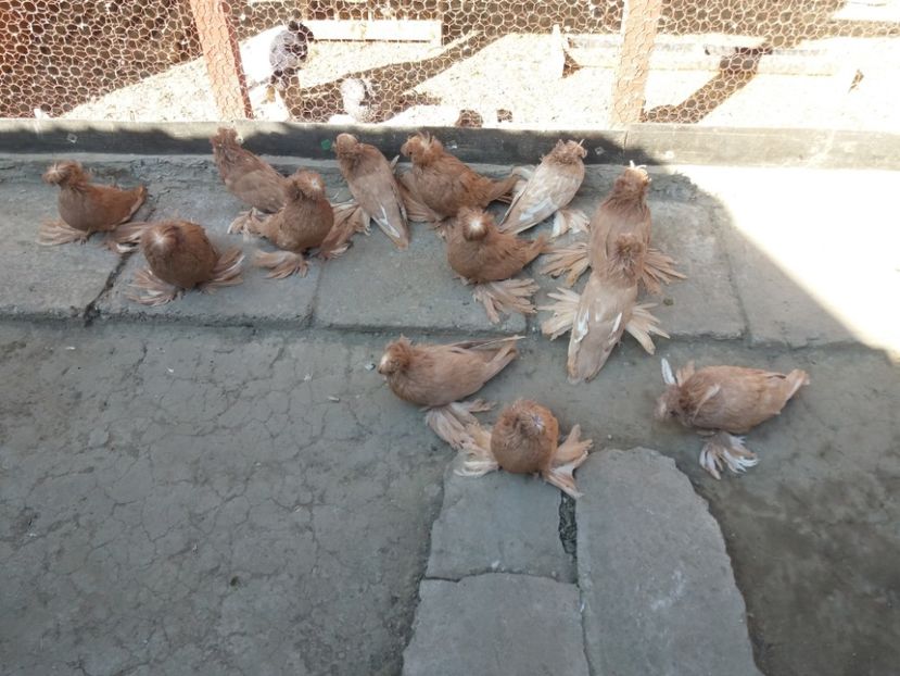  - TOBOSARI DE BUHARA