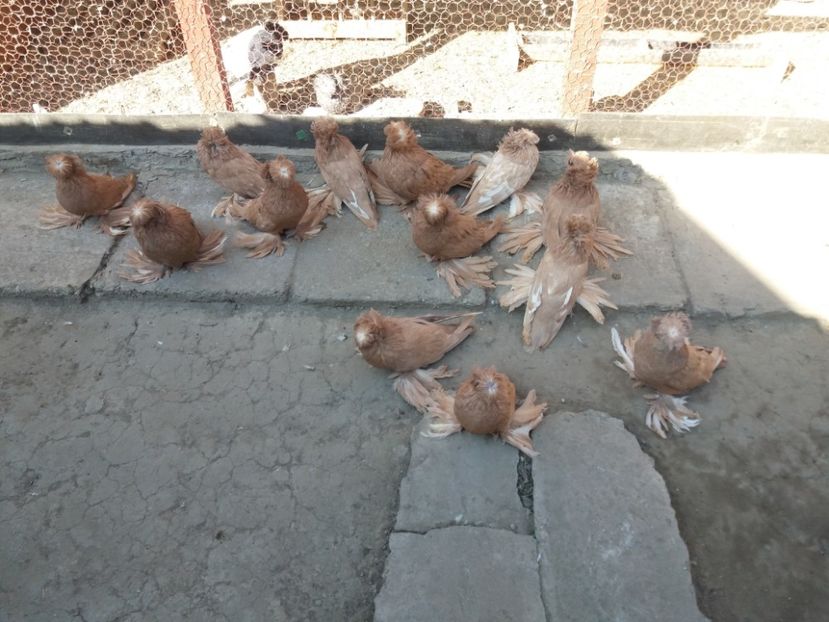  - TOBOSARI DE BUHARA