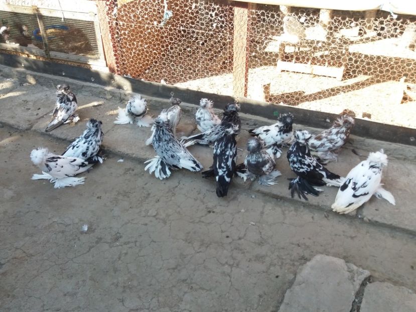  - TOBOSARI DE BUHARA