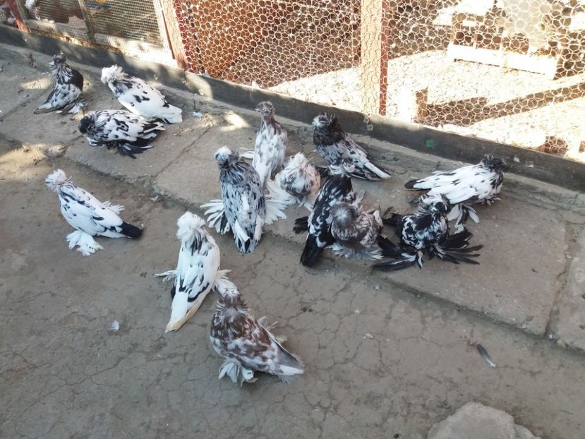  - TOBOSARI DE BUHARA