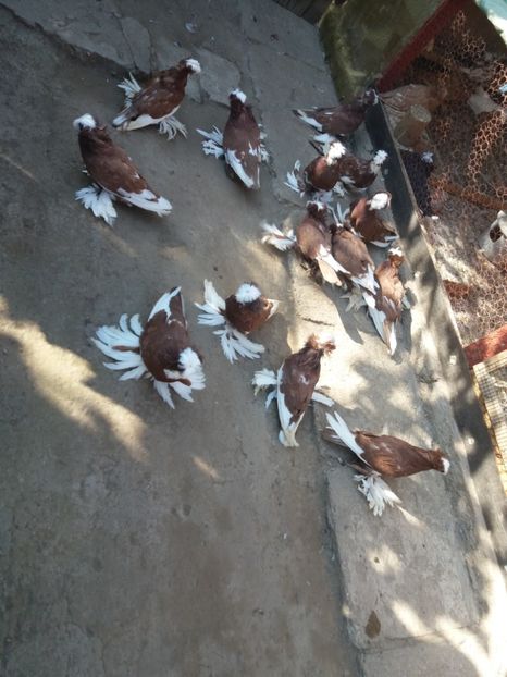  - TOBOSARI DE BUHARA