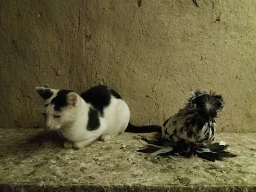  - TOBOSARI DE BUHARA