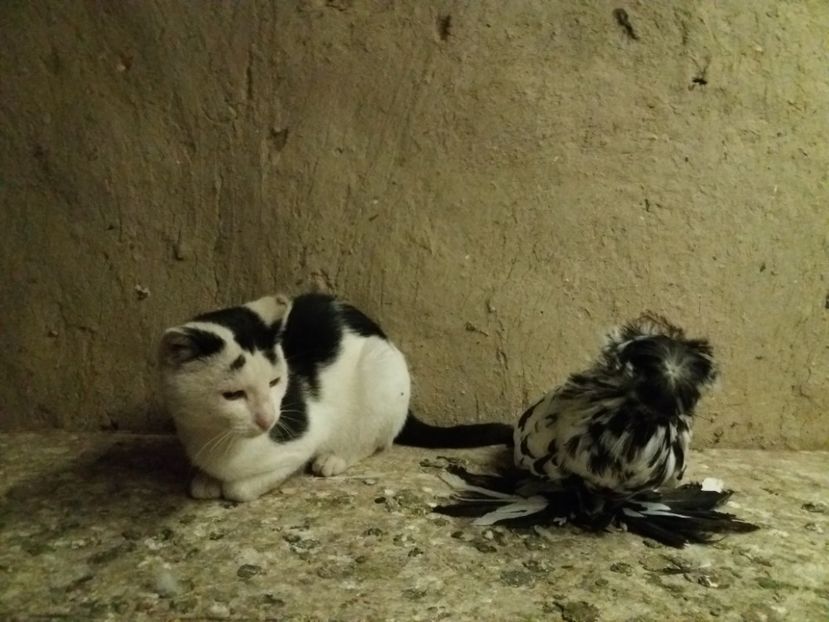  - TOBOSARI DE BUHARA