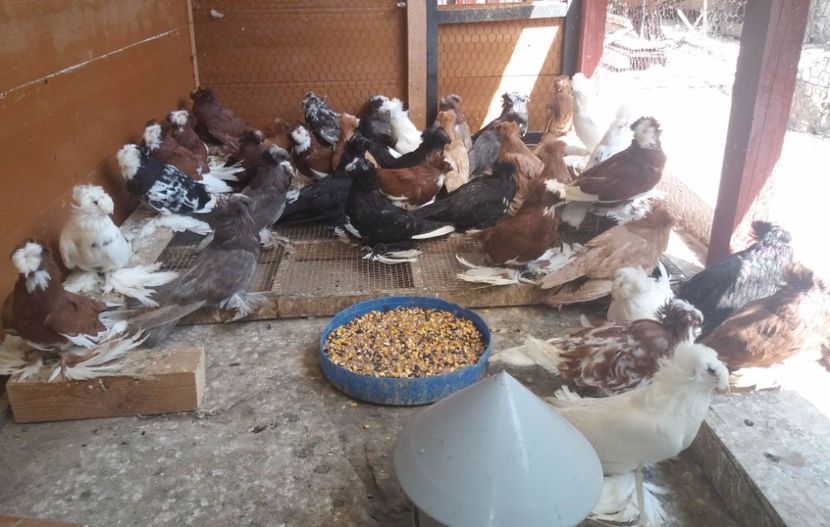  - TOBOSARI DE BUHARA