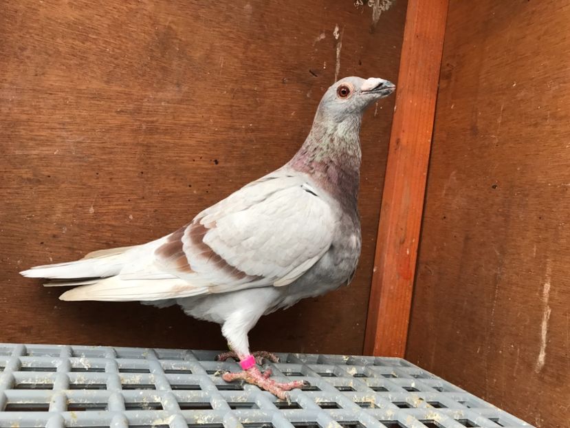 Rezervat - Dragoni Vanduti