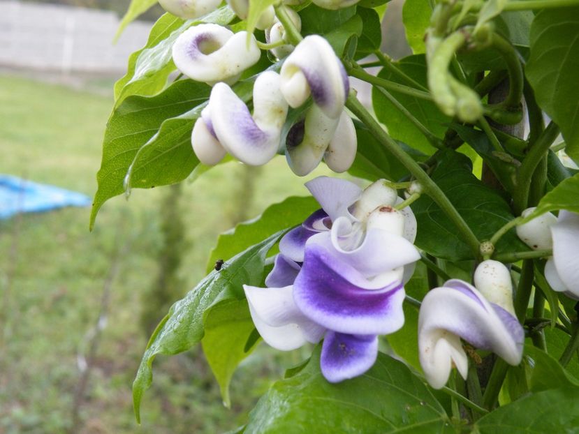 vigna caraacalla - 2017 in gradina mea