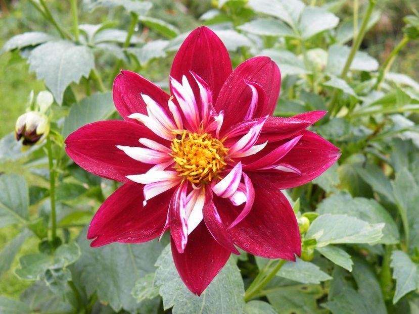  - 2017 in gradina mea