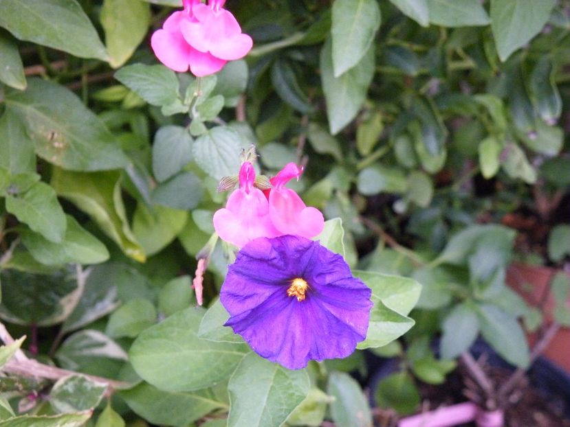  - 2017 in gradina mea