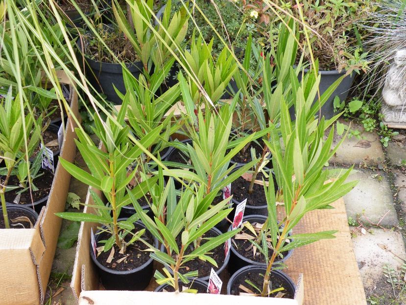 ASA ARATA PLANTELE - LEANDRI CU NUMERE