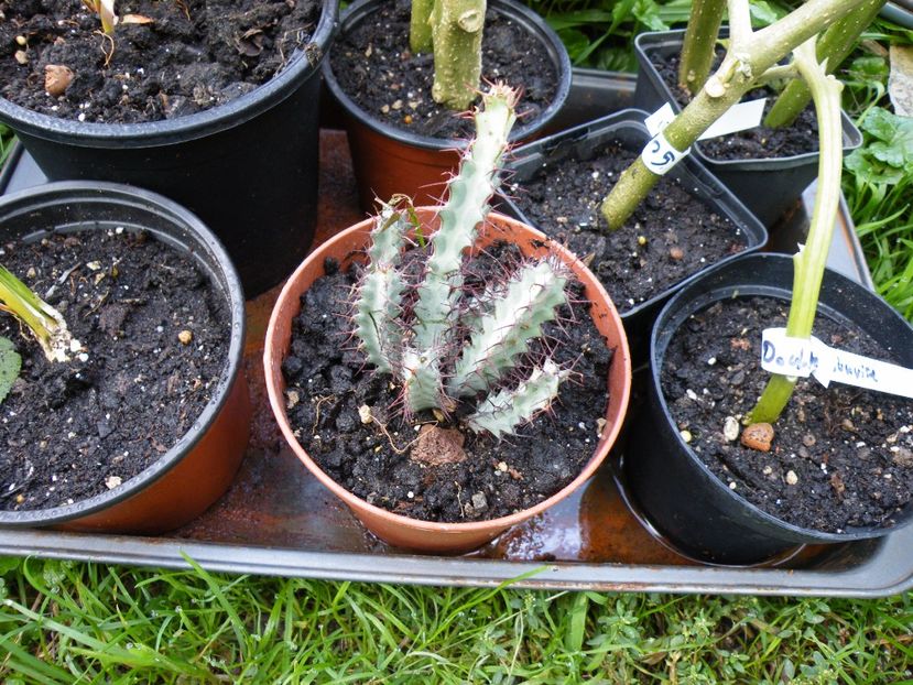 angustifolia - Colectie euphorbia