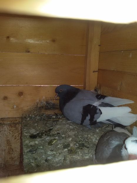  - Arhiva poze cu porumbei