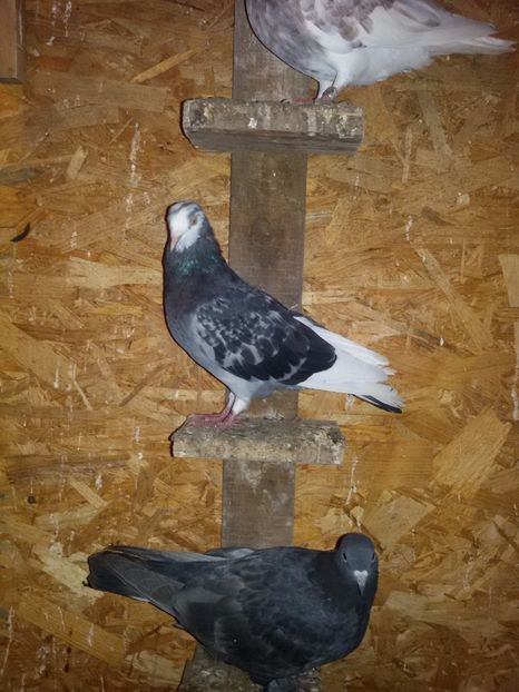  - Arhiva poze cu porumbei