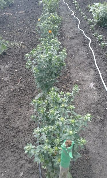  - SEMINTE SOFRANEL - CARTHAMUS TINCTORIUS