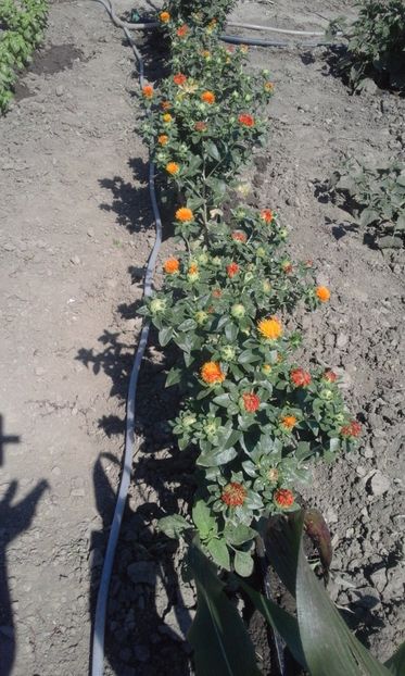  - SEMINTE SOFRANEL - CARTHAMUS TINCTORIUS