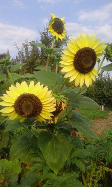 20 seminte - 5 lei - SEMINTE FLOAREA SOARELUI VANILLA ICE - HELIANTHUS ANNUUS