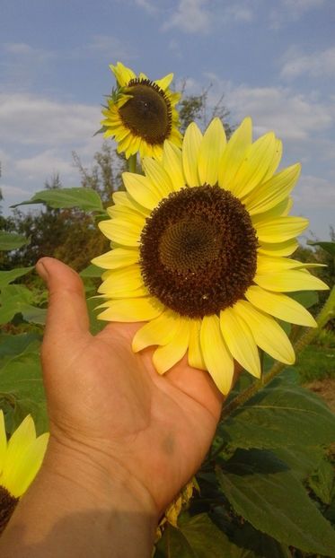  - SEMINTE FLOAREA SOARELUI VANILLA ICE - HELIANTHUS ANNUUS